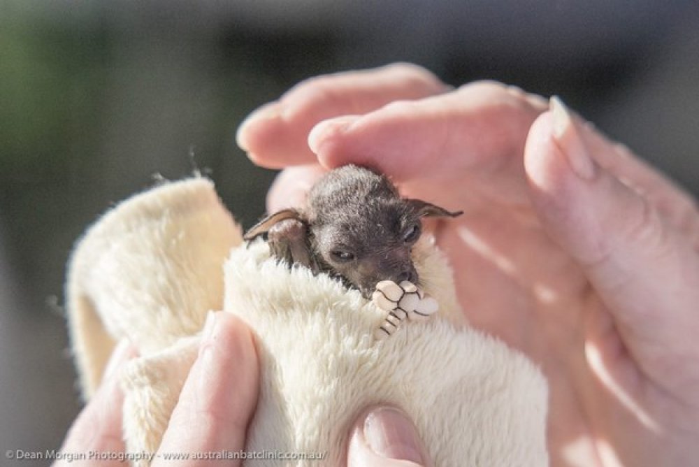 Фото Дин Морган/Australian Bat Clinic and Wildlife Trauma Centre