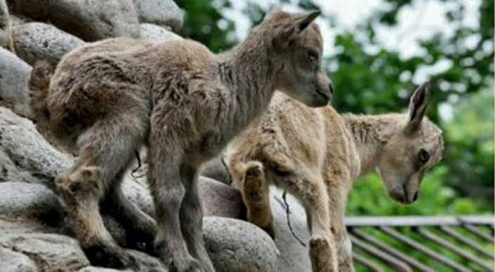 Фото с официальной страницы Алматинского зоопарка в Facebook