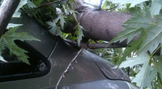 Более 30 авто повредили упавшие деревья в ВКО