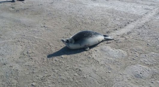 В Мангистауской области отыскали тюленей в 30 км от моря
