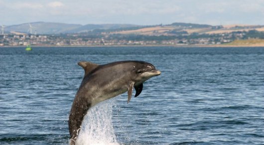 Мертвого дельфина с привязанным куском бетона выбросило на берег в Крыму