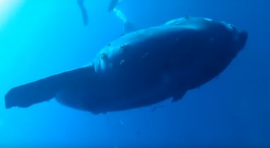 Австралийская студентка обнаружила самую тяжелую в мире рыбу