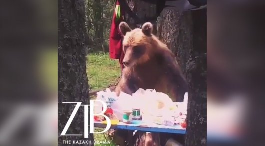 Снятый на видео в горах близ Риддера медведь-воришка покоряет Казнет