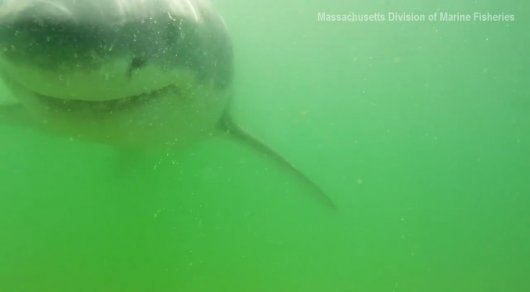 Ученым удалось снять на камеру момент атаки белой акулы