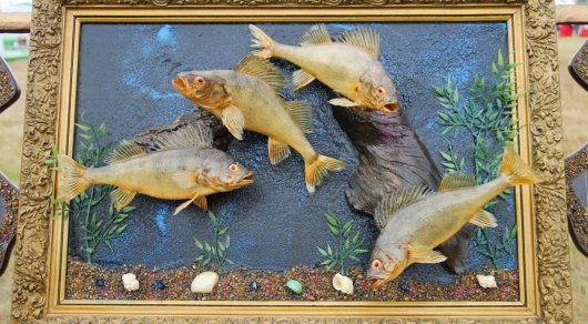 Необычные картины из пойманных рыб делает художник из Павлодарской области