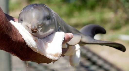 Туристы замучили дельфиненка до смерти ради селфи
