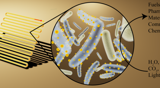 Созданы пожирающие свет бактерии-киборги