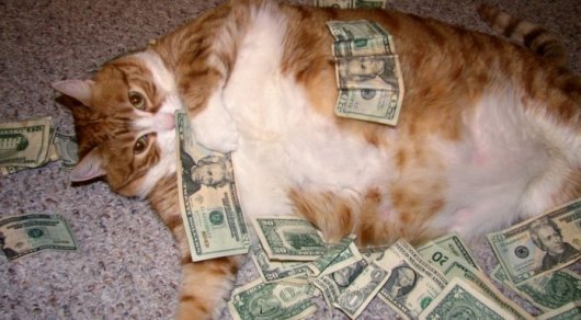 Американка оставила котам наследство в 300 тысяч долларов