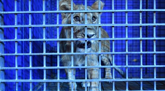 Житель Шымкента подарил цирку львенка, которого полгода содержал дома