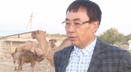 Клиенты шымкентского бизнесмена выстраиваются в очередь за верблюжьей мочой