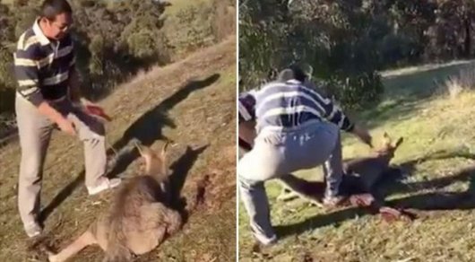 Китаец перерезал горло кенгуру в Австралии