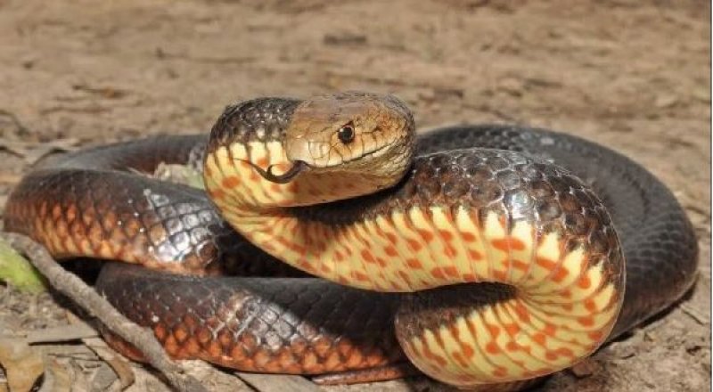 Восточная коричневая змея. Фото из открытых источников