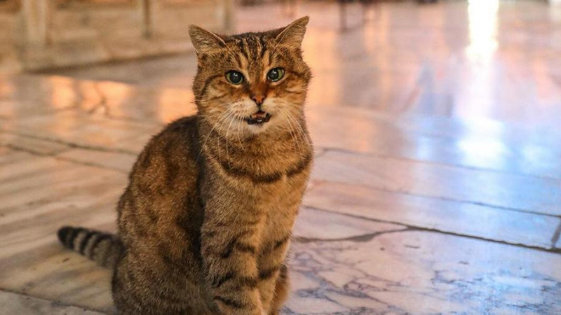 Скончалась легендарная кошка из храма Святой Софии в Стамбуле