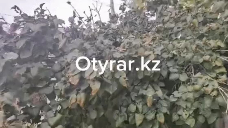 Кадры из видео t.me/otyrarkz