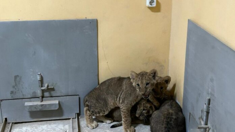 Фото пресс-службы зоопарка Шымкента