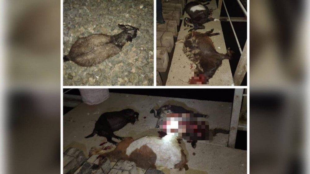Грузовой поезд сбил 25 коз и баранов в Актюбинской области