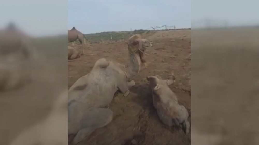 Ядовитые каракурты кусают людей и животных в Атырауской области