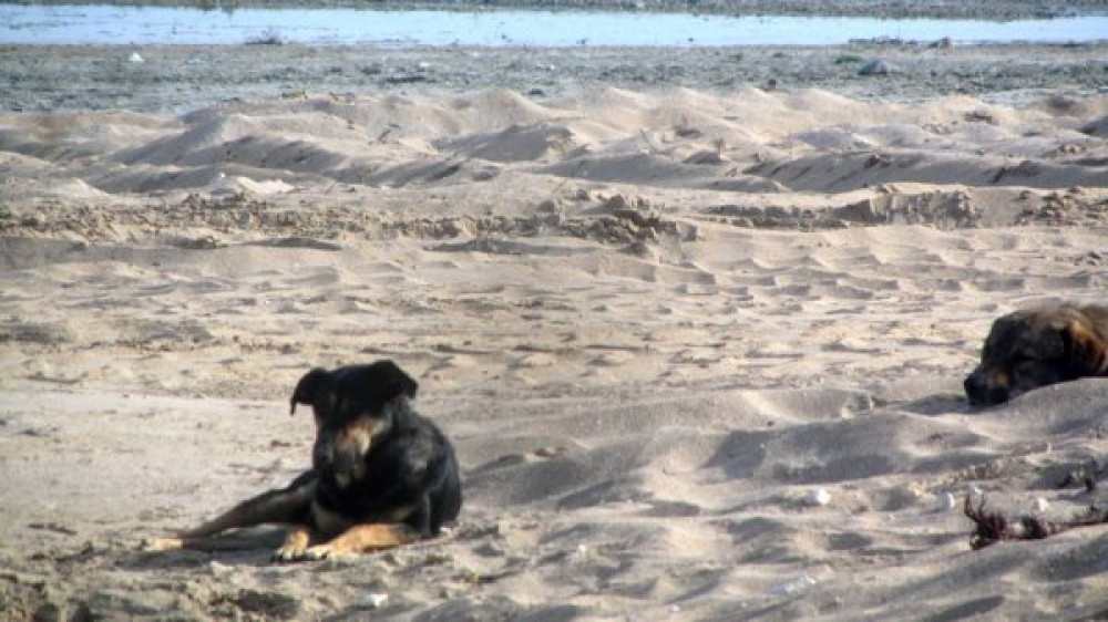 Жители Актау пожаловались на нападения бродячих собак в районе пляжа