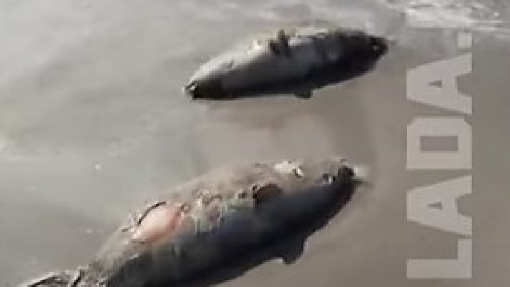 Туши двух мертвых тюленей выбросило на побережье в Актау