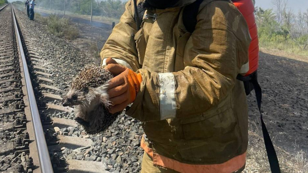 Кадры спасения ежика пожарными в Актобе умилили Казнет