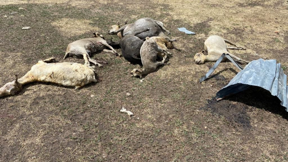Десятки овец сгорели при степном пожаре под Экибастузом