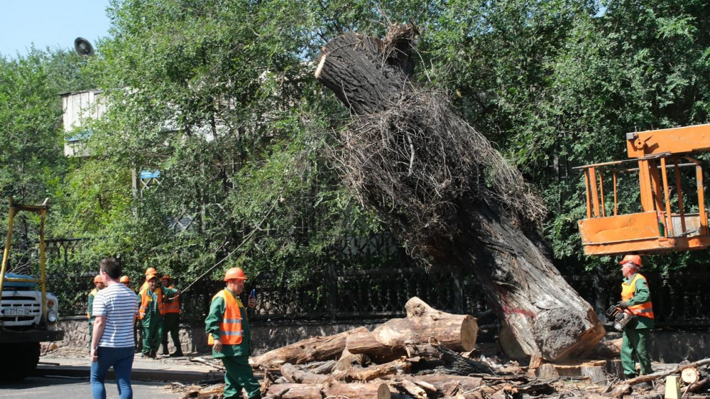 Акимат Алматы показал аварийные деревья и разъяснил процедуру вырубки