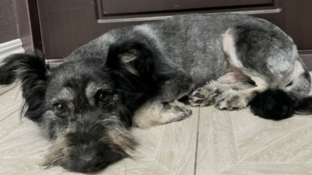 В Актобе собака упала в колодец и провела в нем два месяца