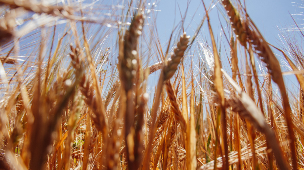 Казахстан продлил запрет на ввоз пшеницы, но с исключениями