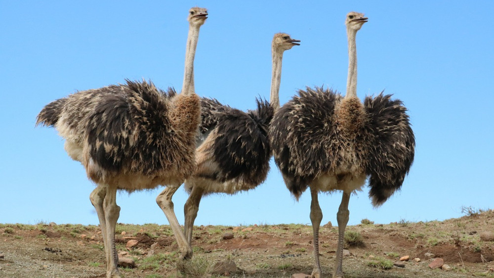 Африканских страусов начали разводить в Жамбылской области