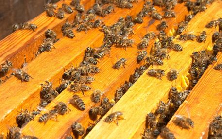 Пчелиная логистика точнее компьютерной