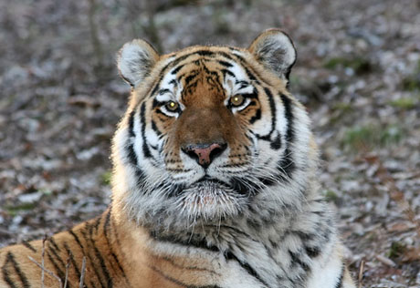 ВБ профинансирует треть программы восстановления популяции тигров