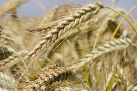 В Казахстане собрали рекордный урожай зерна