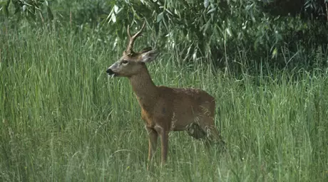 На севере Казахстана задержан браконьер за отстрел косули
