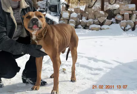 В Мангистауской области бойцовская собака до смерти загрызла мужчину