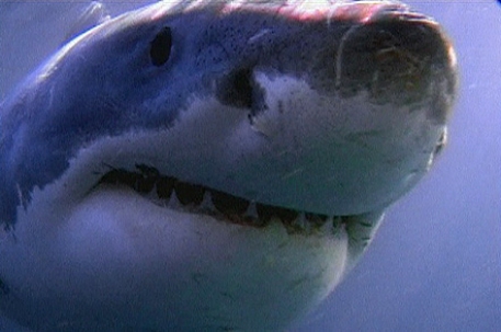 Пожилая австралийка отбилась от нападения акулы