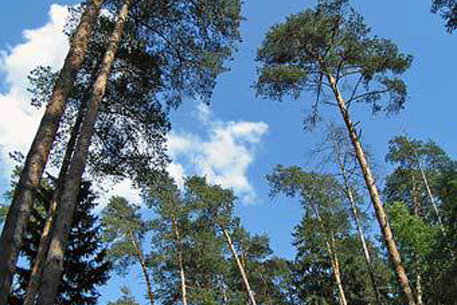 Жители Подмосковья вновь встали на защиту леса