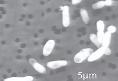 NASA обнаружил в калифорнийском озере бактерии с чужеродной ДНК