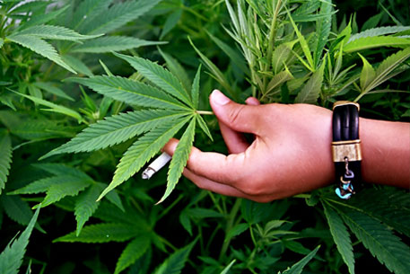 Британские демократы выступили за легализацию марихуаны