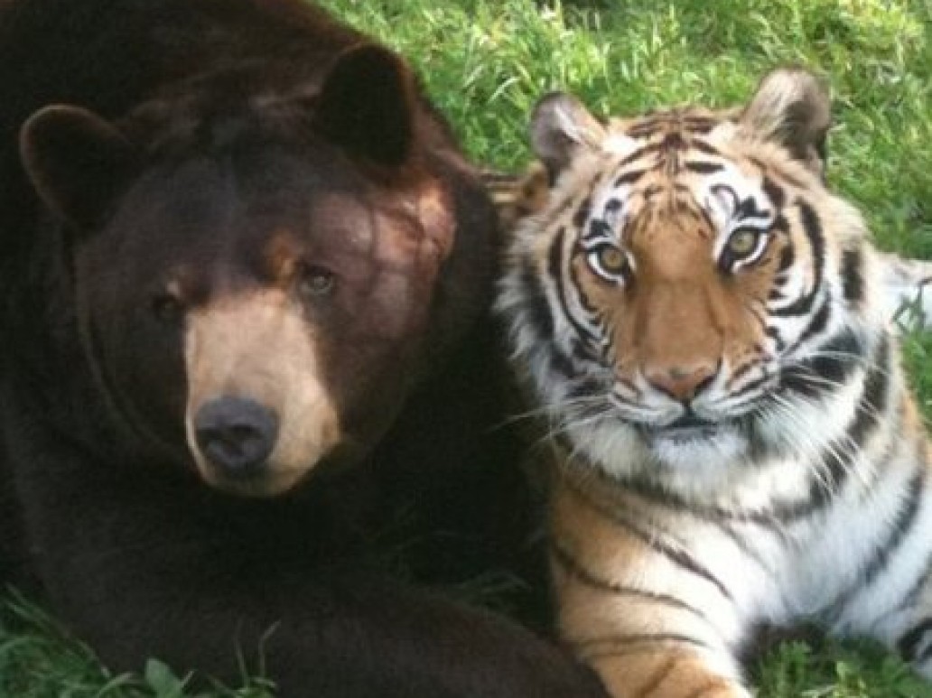 Тигр лев и медведь. Медведь Гризли против тигра. Медведь Гризли против Льва. Уссурийский медведь и Уссурийский тигр. Амурский тигр и медведь.