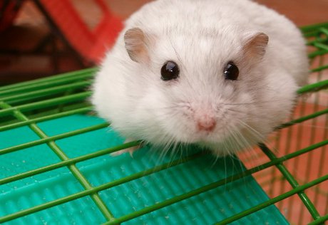 От американских ученых сбежала радиоактивная мышь