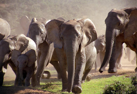 Стадо слонов растоптало деревню в Индии