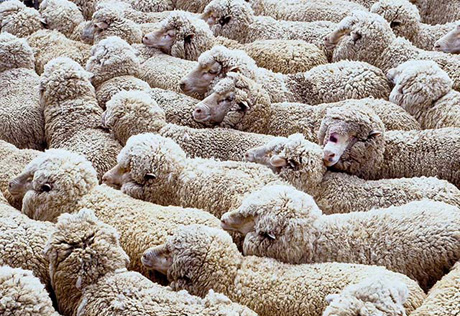 В Карагандинской области у чабана украли 75 овец 
