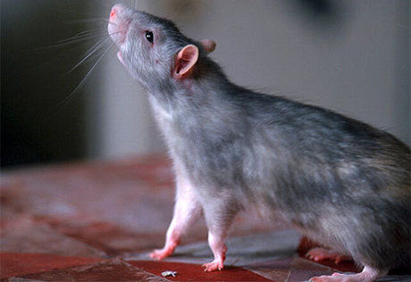Телесюжет с крысой у дома на Даунинг-стрит стал хитом