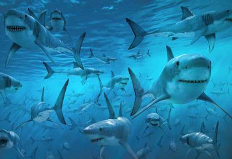 В 2010 году зарегистрировано рекордное количество нападений акул на людей