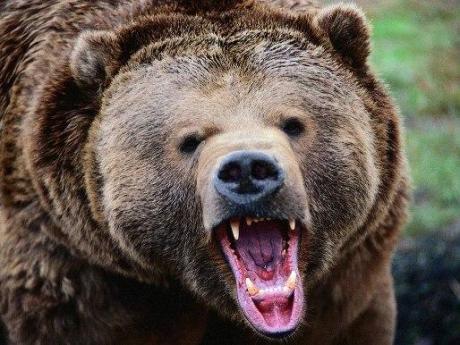 На свадьбе под Петербургом медведь напал на женщину