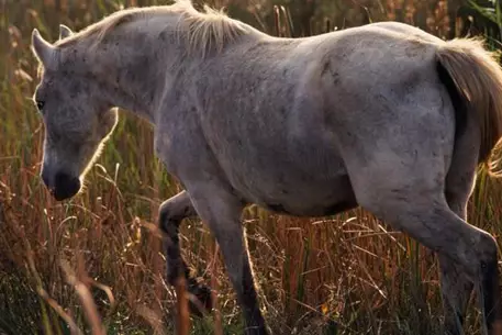 В Омской области пять человек заразились сибирской язвой