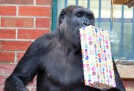 Старейшая горилла в мире отпраздновала 50-летие