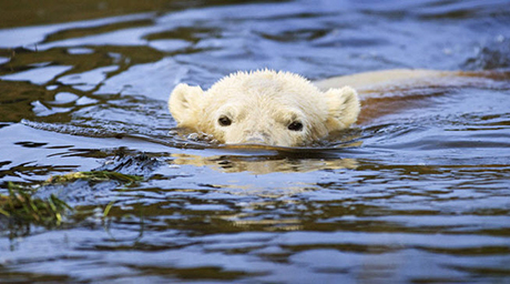 Белая медведица плыла девять дней в поисках "охотничьих угодий"
