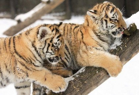 На сохраниение тигров Непал выделит 9 миллионов долларов