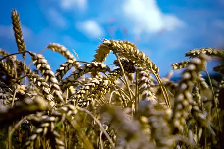 Власти Москвы закупят зерно у Казахстана